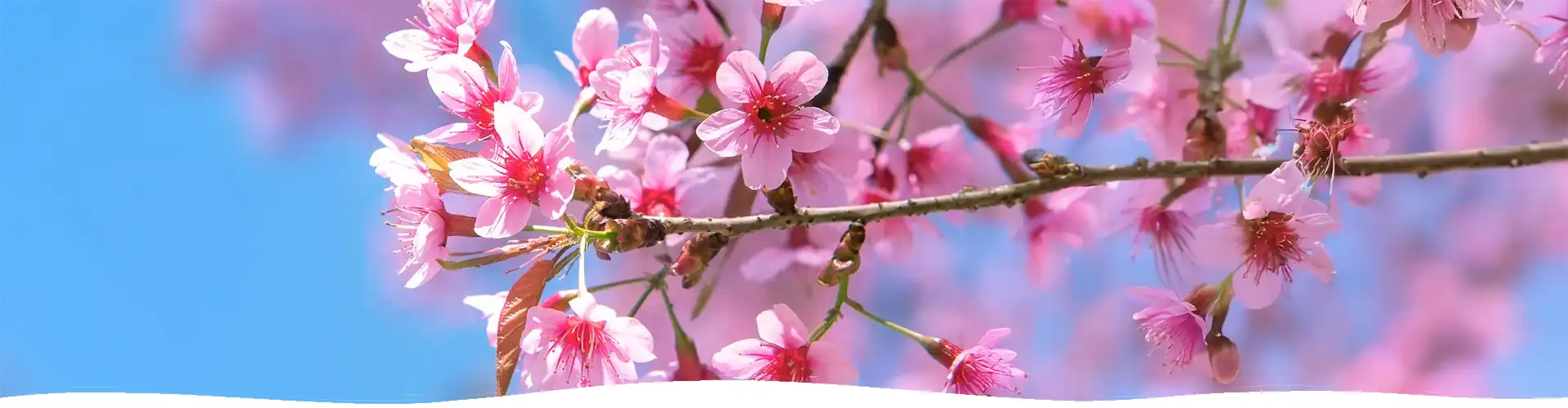 Cherry Blossom Fragranced Candle